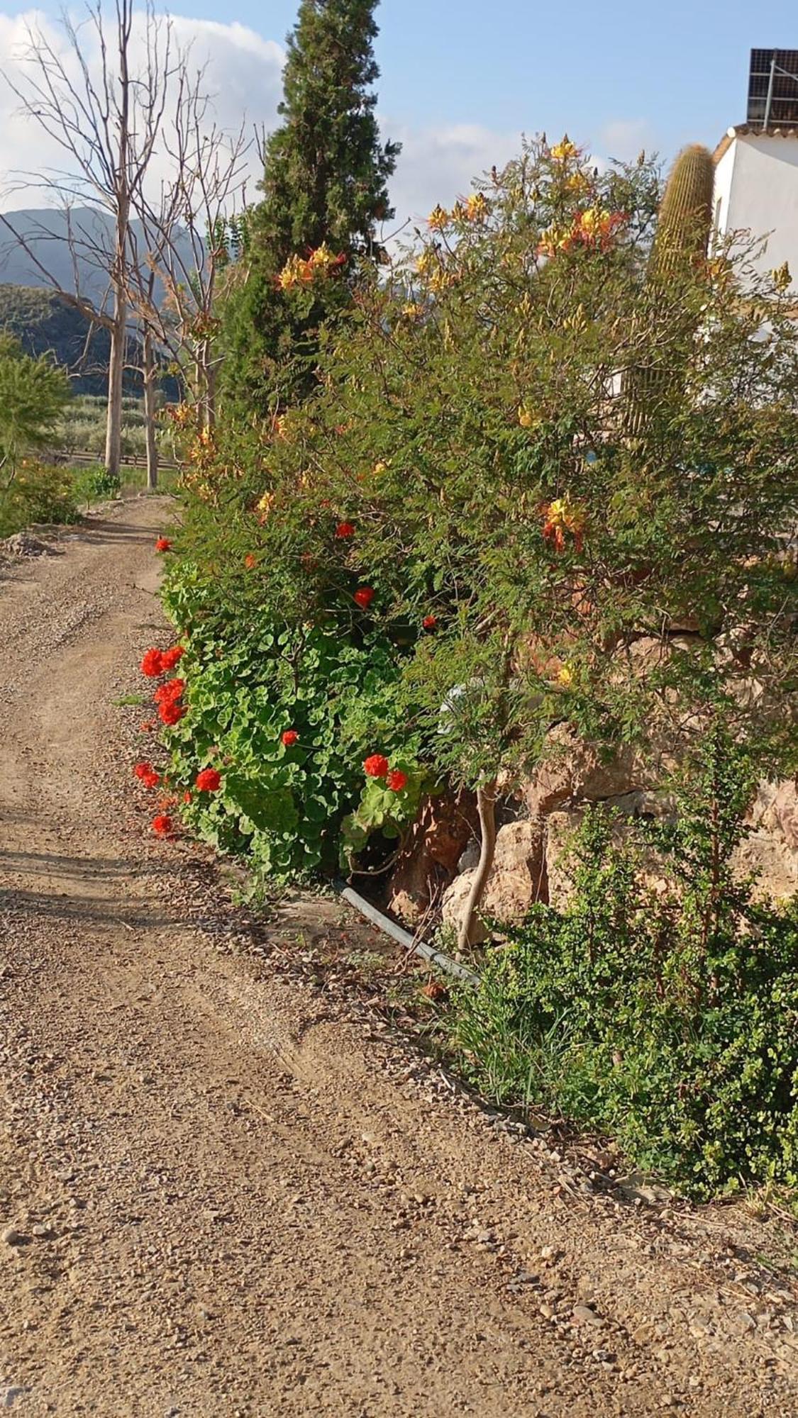Cortijo Rural Molino El Tarahal Con Piscina Y Zonas Compartidas Buitenkant foto